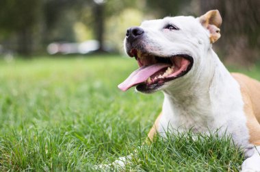 Dost canlısı köpek gülümsemesi, bakıyor. Halk parkında oynamak
