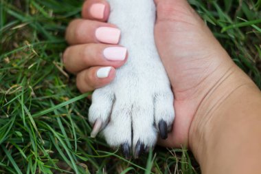Unconditional care. Dog paw and human hand are doing handshake
