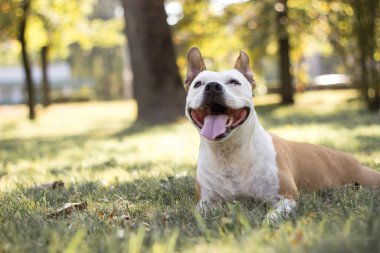 Dost canlısı köpek gülümsemesi, bakıyor. Halk parkında oynamak