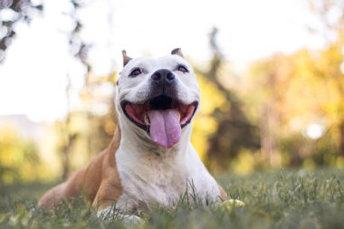 Dost canlısı köpek gülümsemesi, bakıyor. Halk parkında oynamak