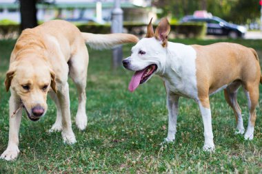 Labrador Retriever ve Staffordshire Terrier köpekleri, portre, güneşli bir gün. Parkta oynayan iki mutlu köpek arkadaş.