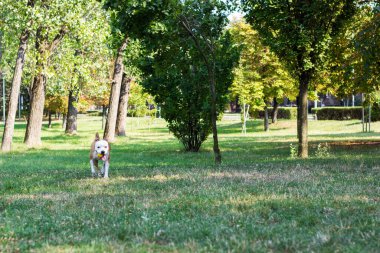 Dog running in field, catching a ball