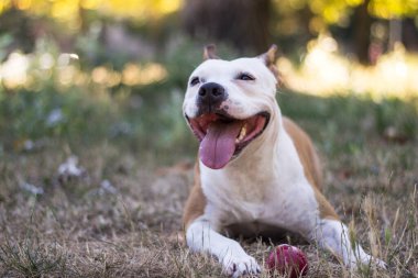 Dost canlısı köpek gülümsemesi, bakıyor. Halk parkında oynamak