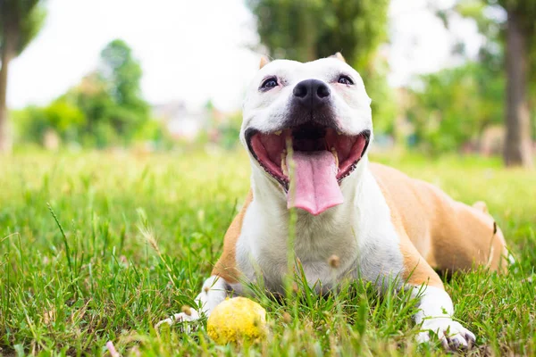 Πορτρέτο Του Ευτυχισμένη Και Χαριτωμένο Αμερικανική Staffordshire Terrier — Φωτογραφία Αρχείου