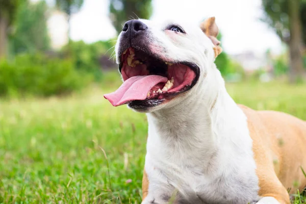 Retrato Feliz Bonito American Staffordshire Terrier — Fotografia de Stock