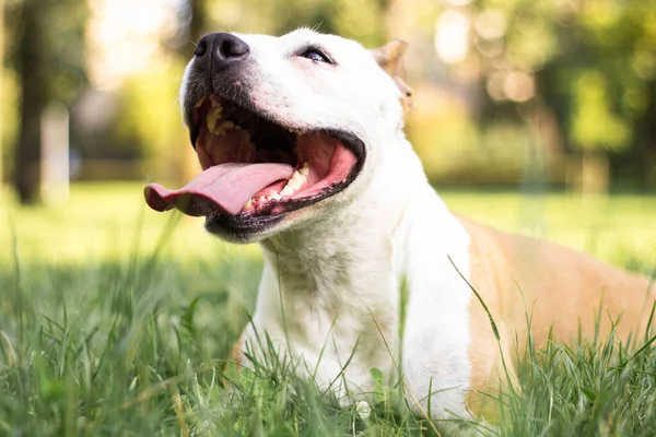 Porträt Eines Fröhlichen Und Niedlichen American Staffordshire Terrier — Stockfoto