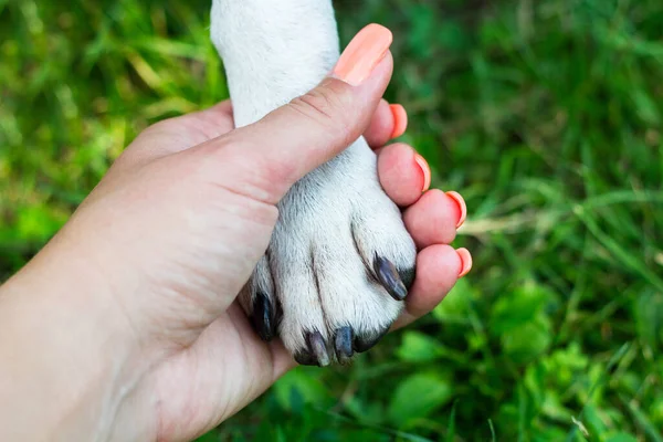 Onvoorwaardelijke Zorg Hondenpoot Mensenhand Doen Handdruk — Stockfoto