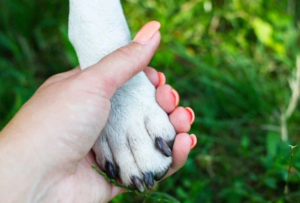Onvoorwaardelijke Zorg Hondenpoot Mensenhand Doen Handdruk — Stockfoto