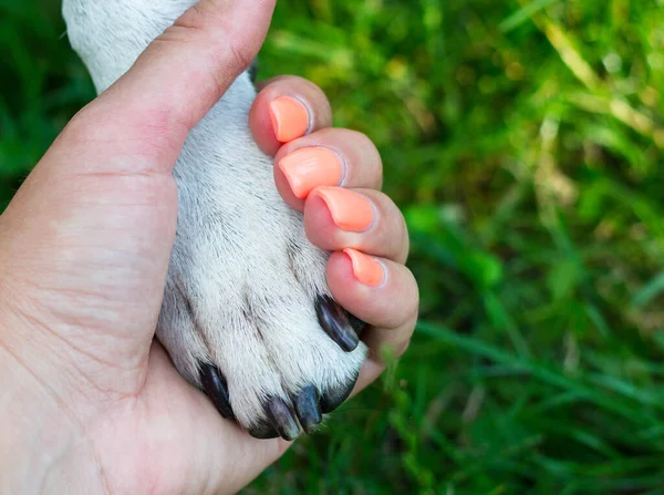 Безусловный Уход Собачья Лапа Человеческая Рука Делают Рукопожатие — стоковое фото