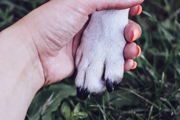 無条件ケア 犬の足と人間の手が握手をしている — ストック写真