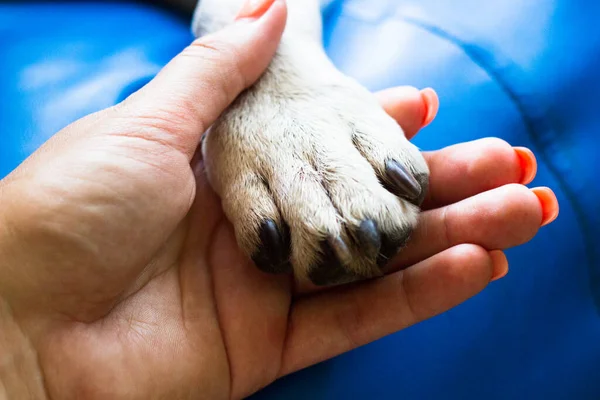 Nsan Köpek Arasındaki Arkadaşlık — Stok fotoğraf