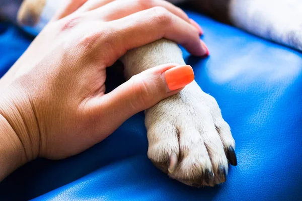 İnsan ve köpek arasındaki arkadaşlık.