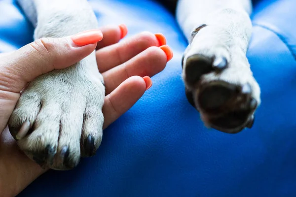 Přátelství Člověka Psa — Stock fotografie
