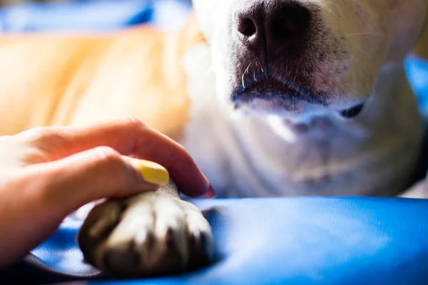 Vriendschap Tussen Mens Hond — Stockfoto