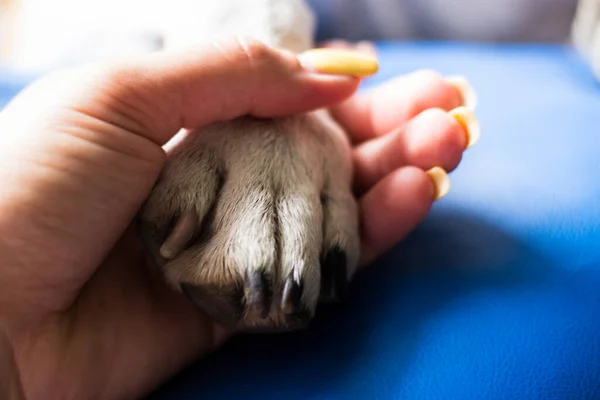 Freundschaft Zwischen Mensch Und Hund — Stockfoto