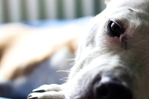 Собака Спит Одеяле Домашний Интерьер — стоковое фото