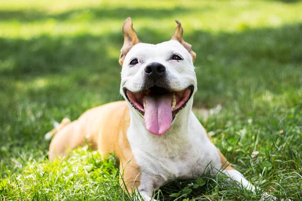Дружня Собака Посміхається Дивлячись Гра Громадському Парку — стокове фото