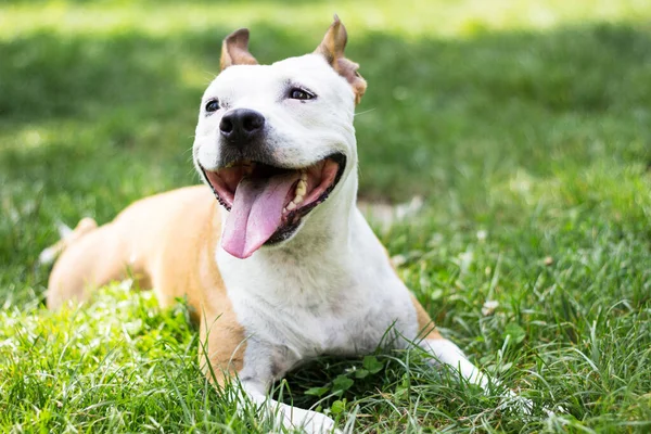 Friendly Dog Smile Looking Playing Public Park — 스톡 사진