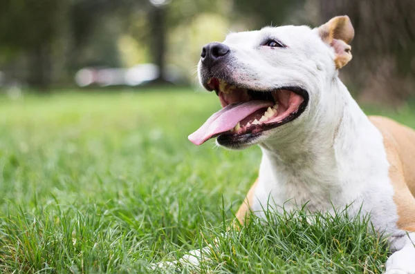 Sorriso Cão Amigável Olhando Brincando Parque Público — Fotografia de Stock