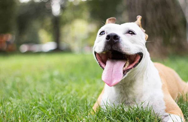 Friendly Dog Smile Looking Playing Public Park — Fotografia de Stock
