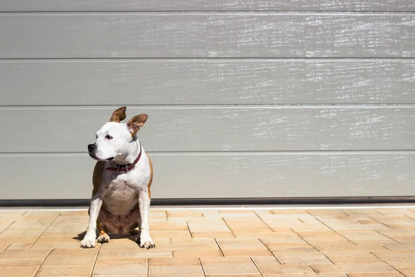 Köpek, evin önünde oturur. Bir evi koruyan köpek.