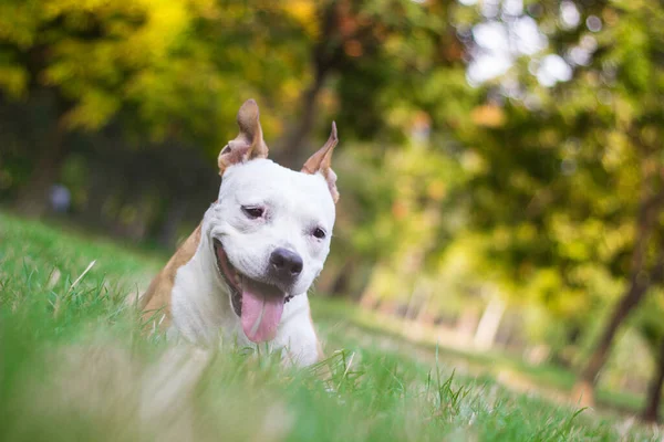 Przyjazny Uśmiech Psa Patrzenie Zabawa Parku Publicznym — Zdjęcie stockowe