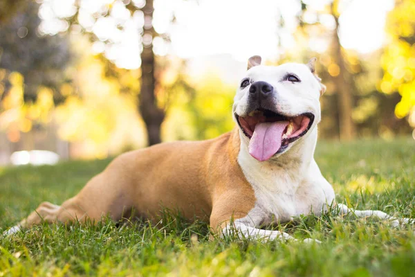Sorriso Cão Amigável Olhando Brincando Parque Público — Fotografia de Stock