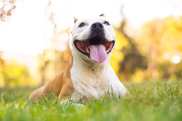 Friendly Dog Smile Looking Playing Public Park — Zdjęcie stockowe