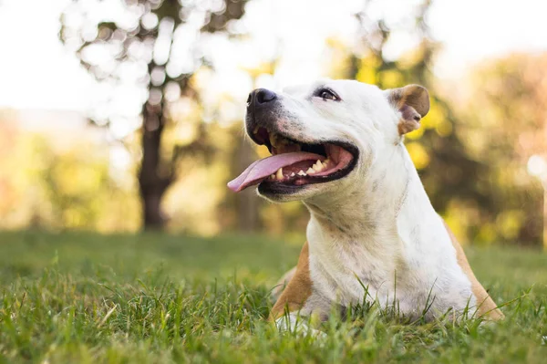Дружня Собака Посміхається Дивлячись Гра Громадському Парку — стокове фото