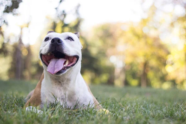 Φιλικό Χαμόγελο Σκύλου Ψάχνει Παίζοντας Στο Δημόσιο Πάρκο — Φωτογραφία Αρχείου
