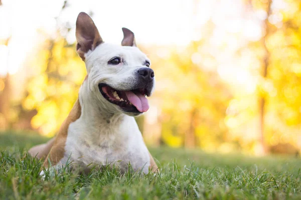Friendly Dog Smile Looking Playing Public Park — Zdjęcie stockowe