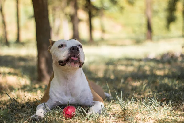 Friendly Dog Smile Looking Playing Public Park — Foto Stock