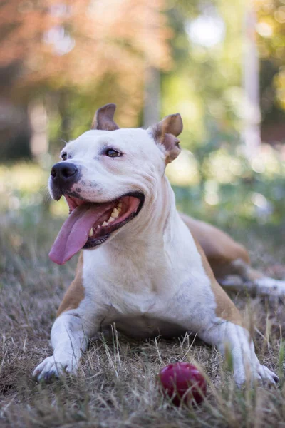 Friendly Dog Maple Leaf Autumn Playing Public Park — Foto Stock