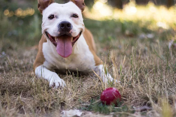 Friendly Dog Smile Looking Playing Public Park —  Fotos de Stock