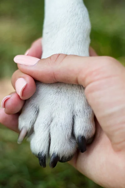 狗爪和人类的手在握手 免版税图库图片