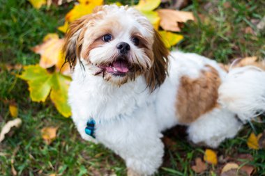 Parktaki şirin Shitzu yavrusu, sonbahar açık havada.