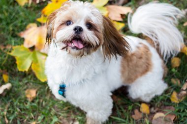 Cute Shitzu puppy in the park, autumn outdoors