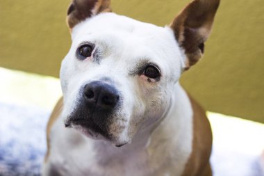 Mutlu ve şirin Amerikan Staffordshire Teriyerinin portresi