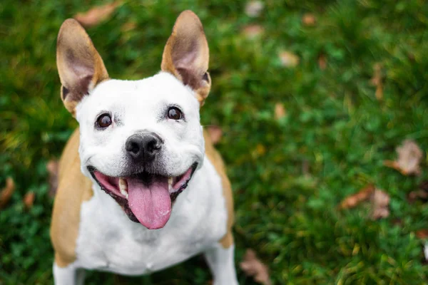 Portret Szczęśliwego Uroczego Amerykańskiego Staffordshire Terrier — Zdjęcie stockowe