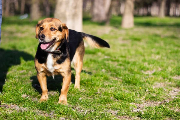 Портрет Щасливого Собаки Маленький Милий Собака Грає Парку Приємний Сонячний — стокове фото