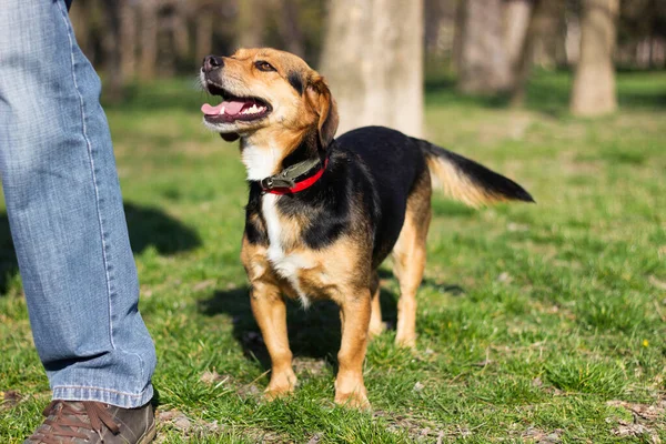 Portrait Happy Dog Small Cute Dog Playing Park Nice Sunny — Zdjęcie stockowe