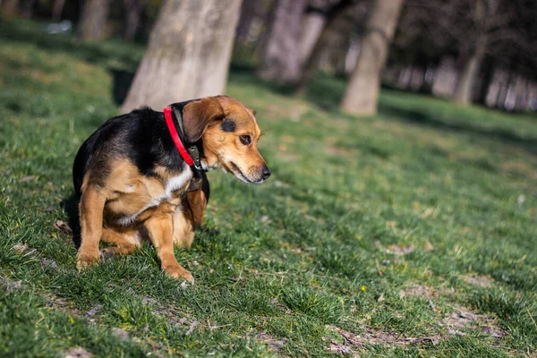 Портрет Щасливого Собаки Маленький Милий Собака Подряпається Парку — стокове фото
