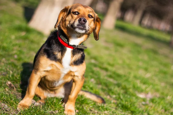 Portrait Happy Dog Small Cute Dog Playing Park Nice Sunny — Stockfoto