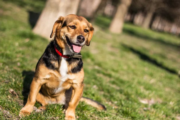 Portrait Happy Dog Small Cute Dog Playing Park Nice Sunny — Zdjęcie stockowe