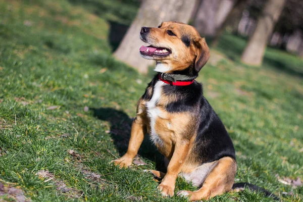 Retrato Perro Feliz Pequeño Perro Lindo Jugando Parque Bonito Día — Foto de Stock