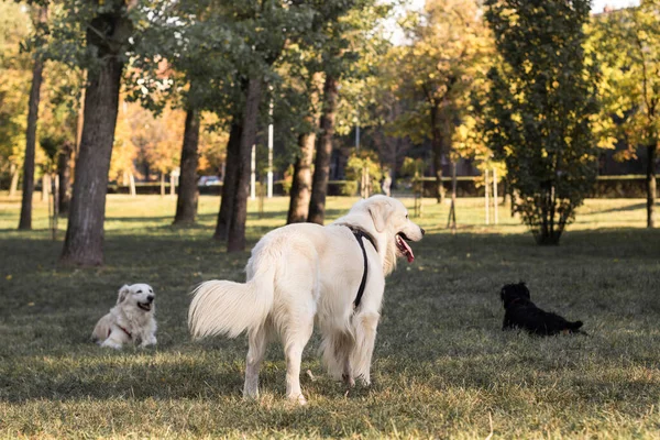 異なる犬の品種は一緒に楽しみを持って — ストック写真