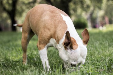Halk parkında oynayan dost canlısı bir köpek.