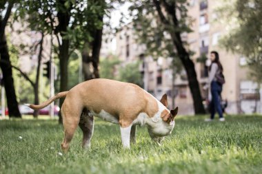 Halk parkında oynayan dost canlısı bir köpek.