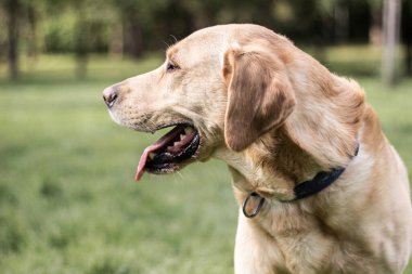 Şehrin parkındaki portrede gülümseyen labrador köpeği