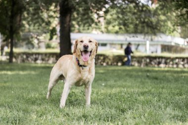 Şehrin parkındaki portrede gülümseyen labrador köpeği